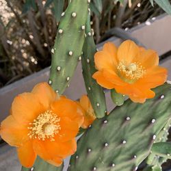 Sunshine Fiesta Cactus Orange Desert Flower Live Plant. 4 Inch Pot