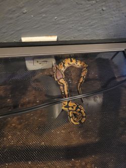 Ball python