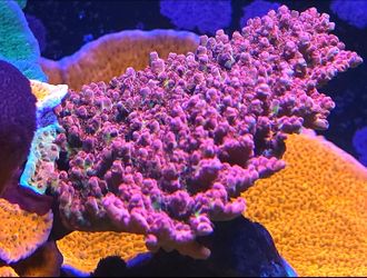 Fake coral decor located in San Marcos can deliver