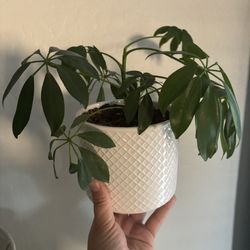 3 Green Leafy House Plants And White Small Flower Pots-  Price Per Each