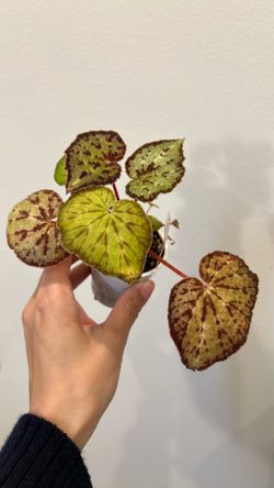 Begonia austrovietnamica
