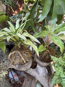 Kokedama Sale ( Multiple Choices Available)