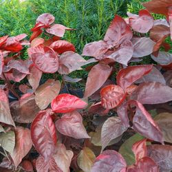 Red Copper Leaf Plants 7gl $16🌿