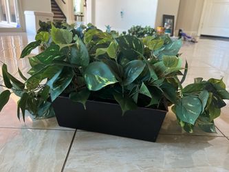 Artificial pothos