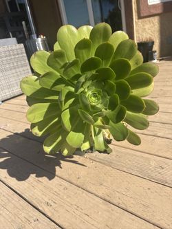 Large Aeonium