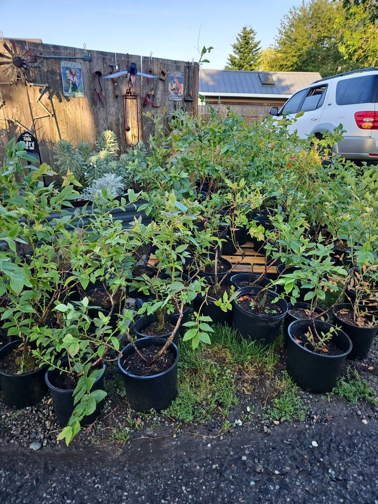 Bonus Blueberry Plants 🪴 Burlington
