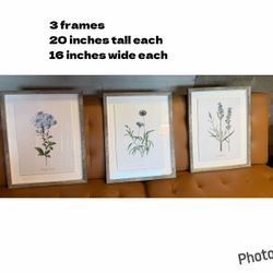 Set of 3 Botanical Framed Prints 16x20