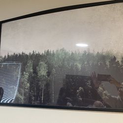 Forest Picture 