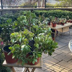 🪴🪴HUGE MOVING OUT PLANTS SALE! OVER 50 PLANTS! 🪴🪴🪴