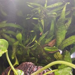 Java Fern