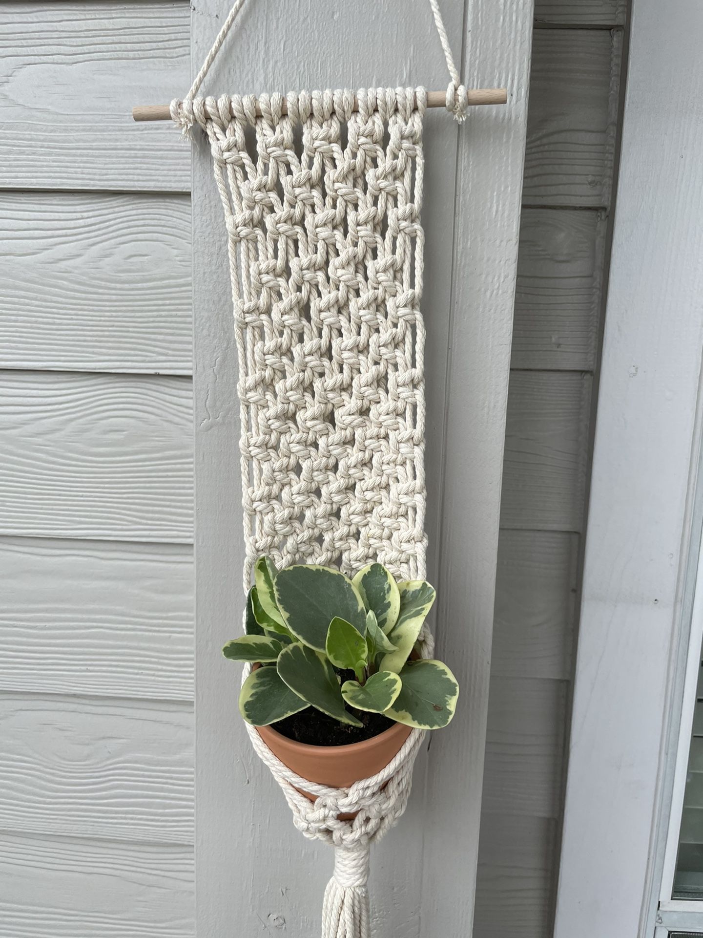 Macrame Hanger With Plant