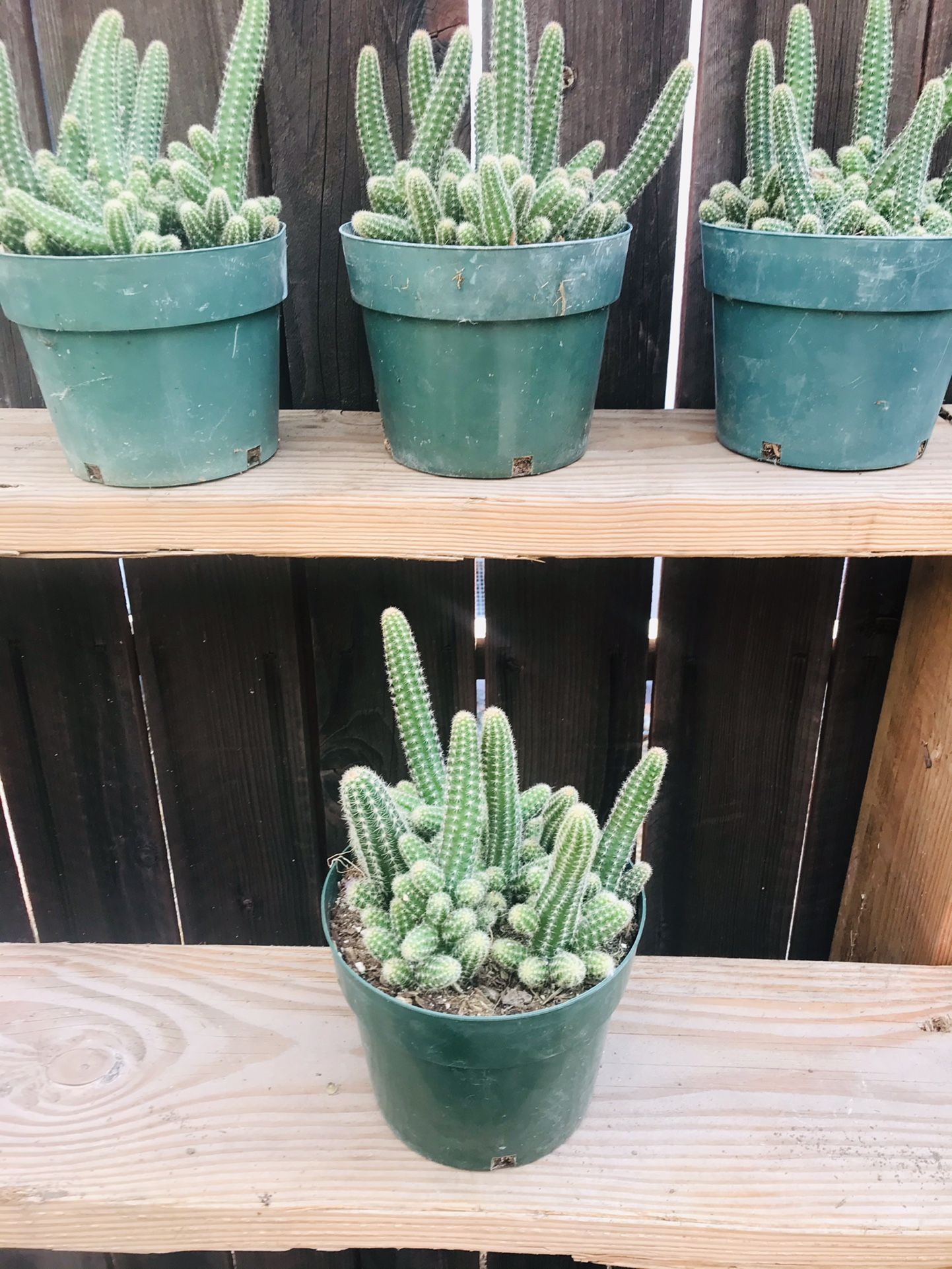 Cactus $10 each 