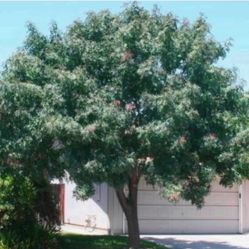 Red Push pistachio trees in 24 gallon pots, 12 Ft feet from the ground up. They $180 Price Firm