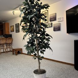 6’ artificial Ficus “Weeping Fig” tree