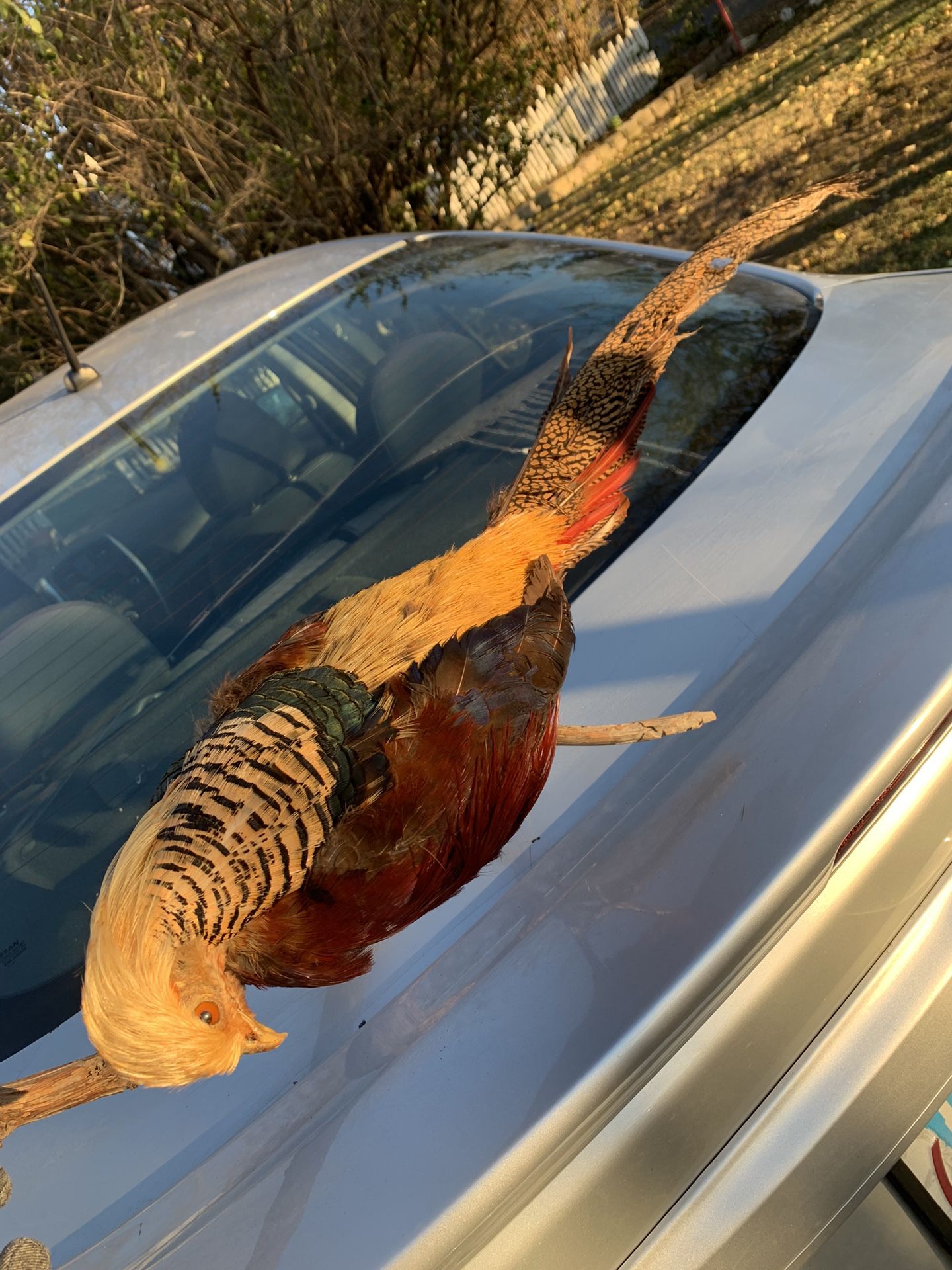Taxidermy Golden Pheasant!! ONLY $250 Obo!!