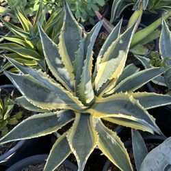 Agaves