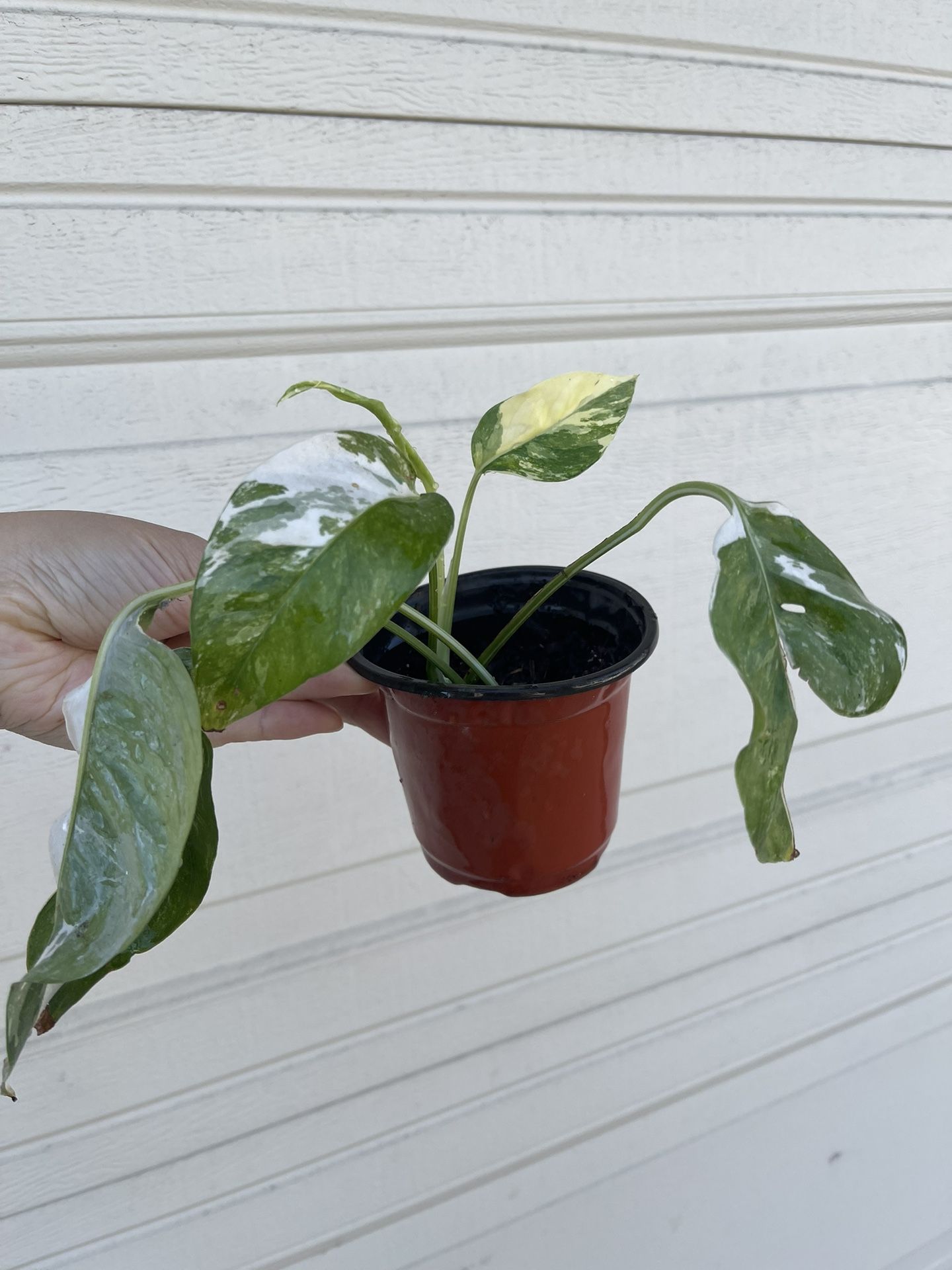 Albo Epi Plant