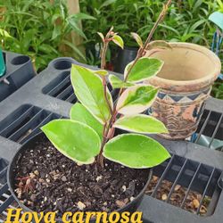 Hoya carnosa " Endless Cascades " 