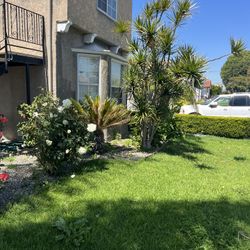 Yard Lawn 