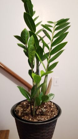 Zz plant