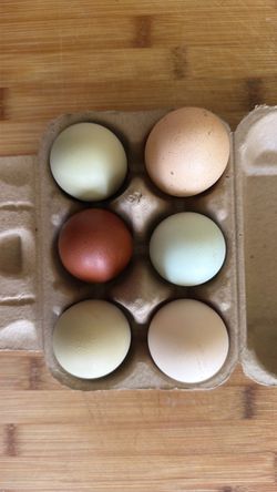 Fresh eggs!🥚🍳