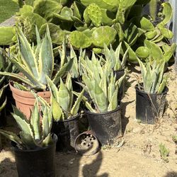 Small Variegated Agave Americana
