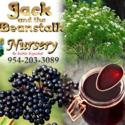 elderberry plant in 3gal