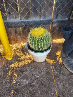 Cactus golden barrel