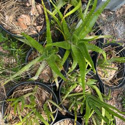 Aloe Plants $5 Each Large