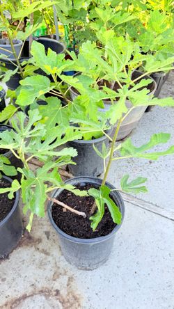 Large 5-Gallon Fig Tree – Healthy, Strong Roots, Ready for Your Garden!
