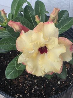 Rosa del decierto