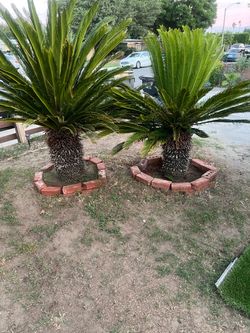 Dos palmas