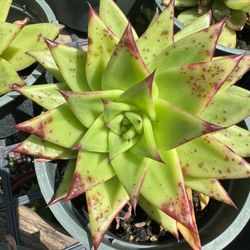 Lipstick echeveria succulent 