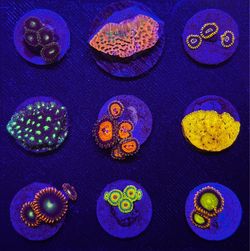 Aquarium Decoration Frag Pack