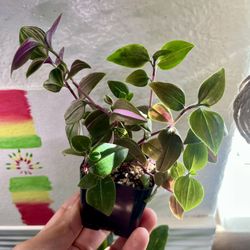 Tradescantia Tricolor