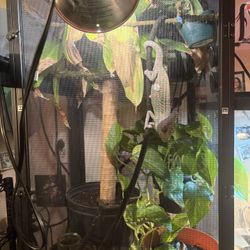 Chameleon Accessories 