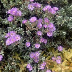 Pink Ice Plant Succulent (See Pictures)
