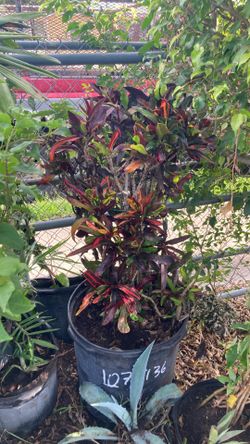 Plantas grandes