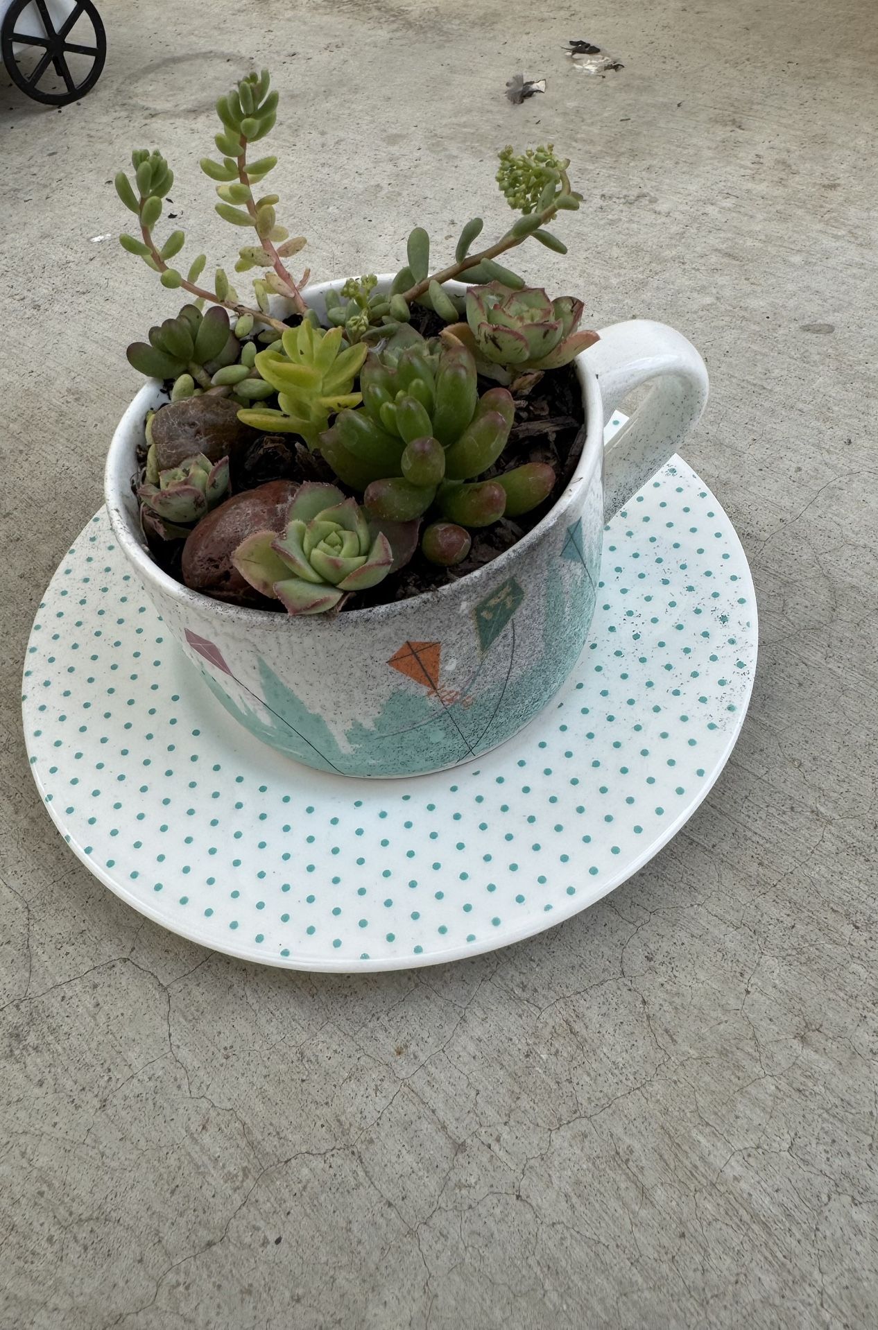 Mary Poppins Succulent Cup