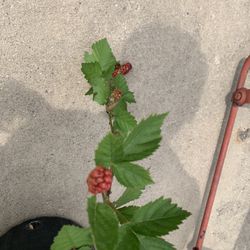 Blackberries Plant Or Plant Exchange 