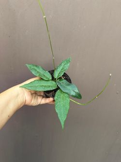 4” hoya archiboldiana