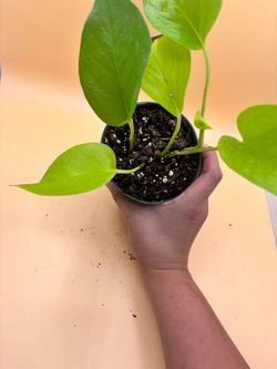 Neon pothos