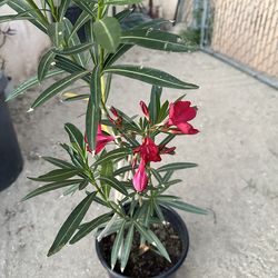 Oleander plant 🪴