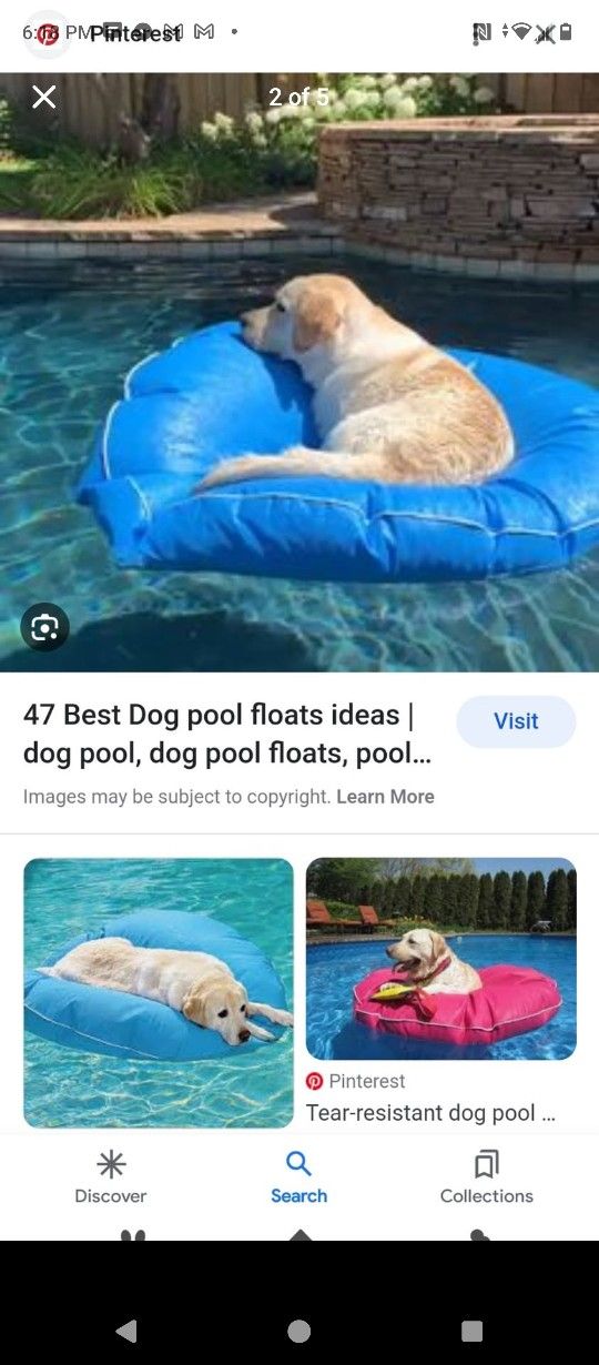 Dog Pool Float