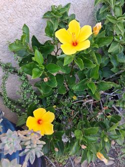 Hibiscus Plant with Yellow Flowers $48