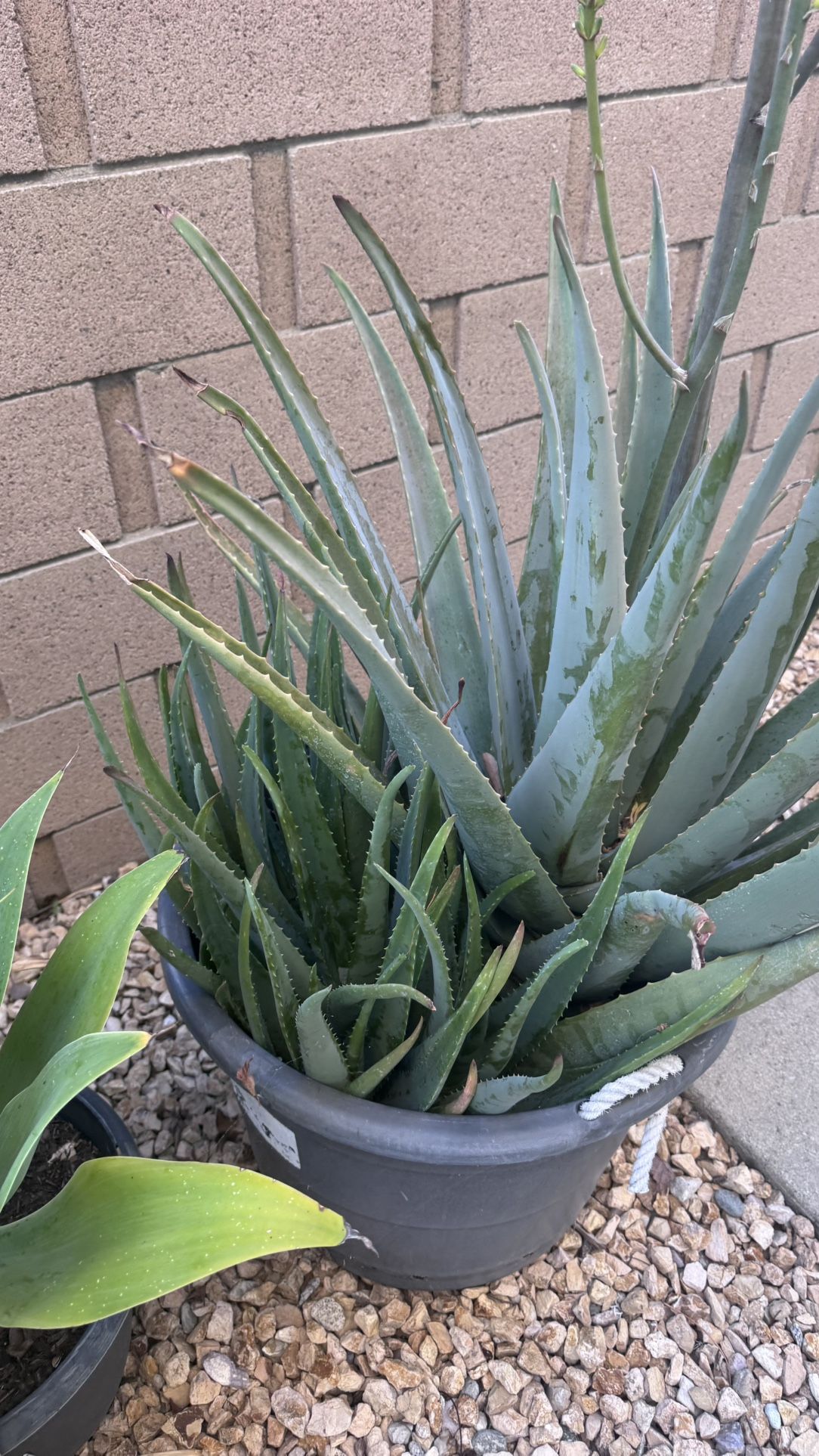 Big Aloe Vera In 17 Gallon Pot. $25/each