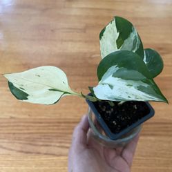 Manjula Pothos - 2.5” Pot Starter Plant