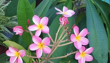 Plumeria Cuttings
