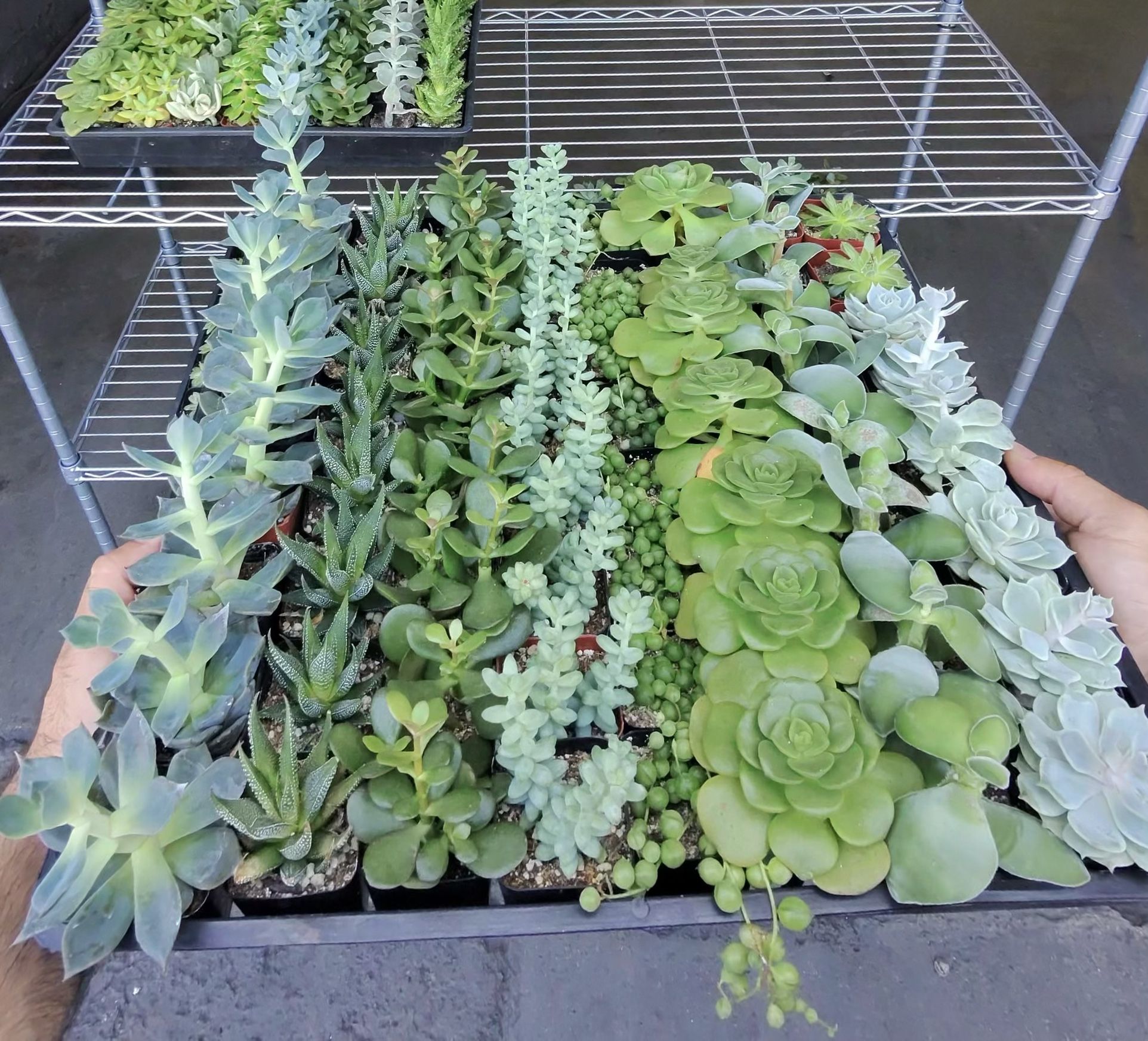 64 adorable 2-inch succulents.