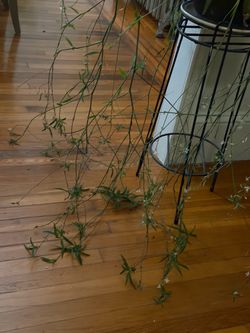 Spider Plant